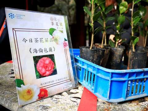 The Taipei Camellia Exhibition will be held on January 6, 2023. The master's delicate brushwork "sees the flowers blooming"