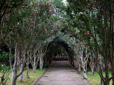The Taipei Camellia Exhibition will be held on January 6, 2023. The master's delicate brushwork "sees the flowers blooming"