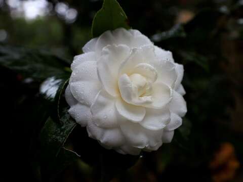 The Taipei Camellia Exhibition will be held on January 6, 2023. The master's delicate brushwork "sees the flowers blooming"