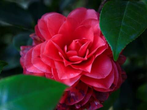 The Taipei Camellia Exhibition will be held on January 6, 2023. The master's delicate brushwork "sees the flowers blooming"