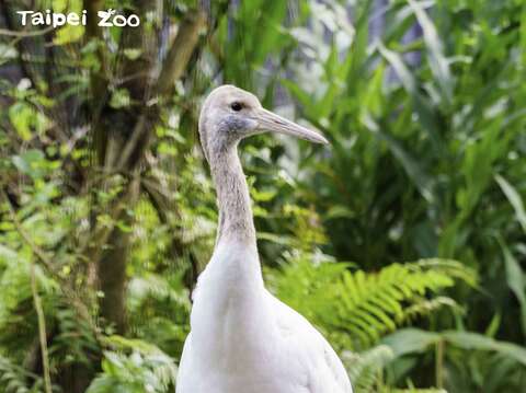 日本北海道釧路市市長，將於1月11-12日組團來動物園探視丹頂鶴寶寶「哩鶴」(圖片來源：臺北市立動物園)