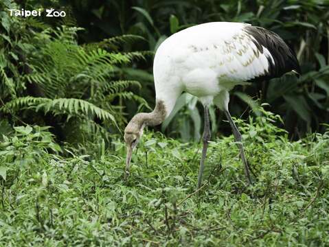 自從「哩鶴」誕生後，釧路市動物園持續在天敵、營養及環境調整等多方面提供建議，現在「哩鶴」的成長已經逐漸穩定(詹德川攝) (圖片來源：臺北市立動物園)