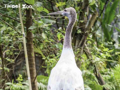 聽到丹頂鶴繁殖成功的消息後，釧路市市長及動物園園長除了表示恭喜外，也非常期待可以到臺灣來親自探視「哩鶴」(圖片來源：臺北市立動物園)
