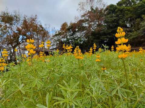 盛開的魯冰花海(圖片來源：臺北市政府工務局大地工程處)