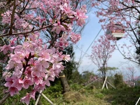 貓空十大景點─櫻花仙境(圖片來源：臺北市政府工務局大地工程處)