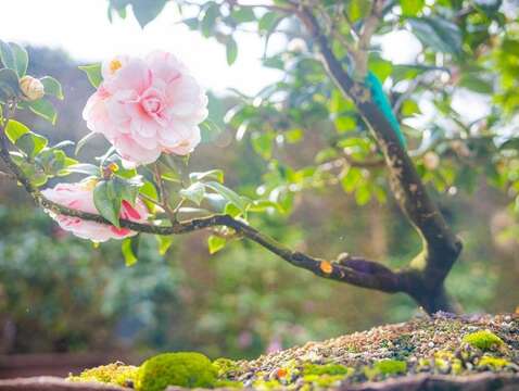 2023台北茶花展 茶花盆景-喬依肯得利特(圖片來源：臺北市政府工務局公園路燈工程管理處)