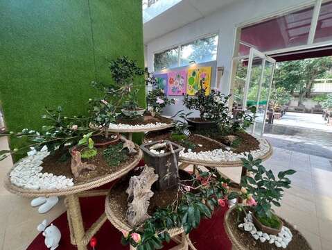 2023台北茶花展 茶花盆景展-花與詩的相遇(圖片來源：臺北市政府工務局公園路燈工程管理處)