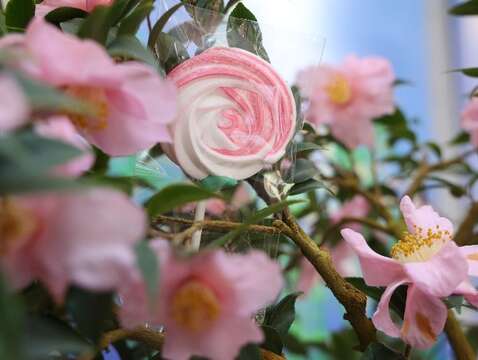 2023台北茶花展 茶花盆景搭配茶花造型餅乾(圖片來源：臺北市政府工務局公園路燈工程管理處)