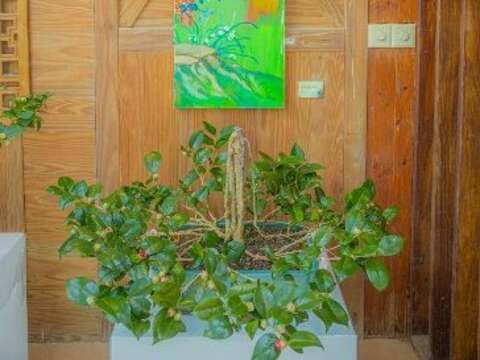 2023台北茶花展 茶花盆景-觀書有感(圖片來源：臺北市政府工務局公園路燈工程管理處)