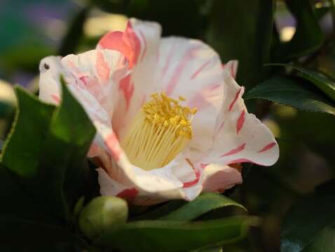 2023台北茶花展 蝦魚錦花況(圖片來源：臺北市政府工務局公園路燈工程管理處)