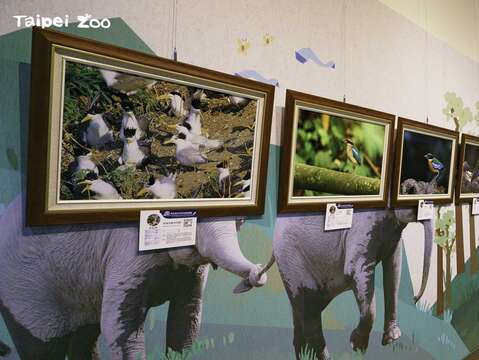 「群英飛羽世界野鳥攝影聯展」展期預計從0111(三)起至0308(三)止(圖片來源：臺北市立動物園)