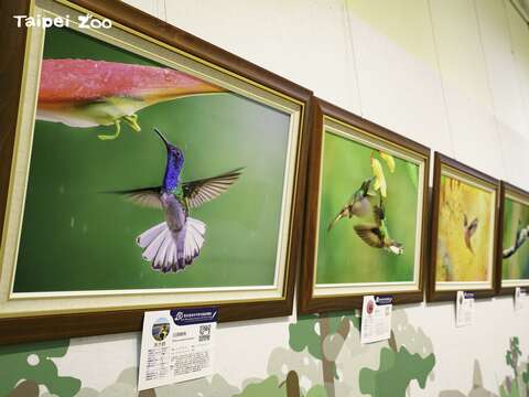 在動物園遊園列車總站正對面的永續食堂，旁邊一處引導往下的樓梯進入後，即可參觀此次鳥類攝影聯展(圖片來源：臺北市立動物園)