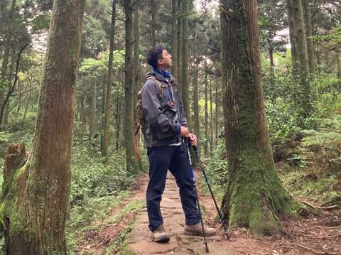 石梯嶺步道柳杉森林(圖片來源：臺北市政府工務局大地工程處)