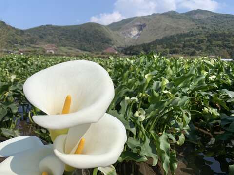 竹子湖花火同框景致(圖片來源：臺北市政府工務局大地工程處)