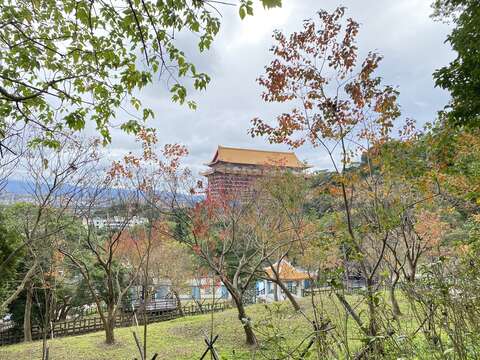 天冷就會呈現紅色橘色的烏桕(圖片來源：臺北市政府工務局大地工程處)