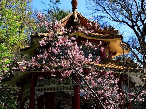 過年期間陽明山上會陸續開滿櫻花(圖片來源：臺北市政府工務局公園路燈工程管理處)