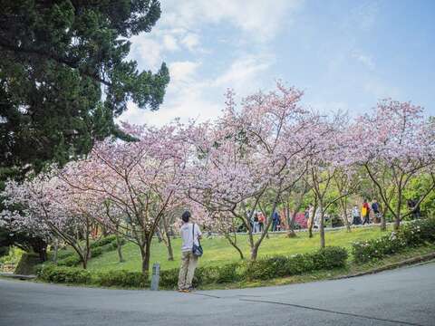 百花盛開(圖片來源：臺北市政府工務局公園路燈工程管理處)