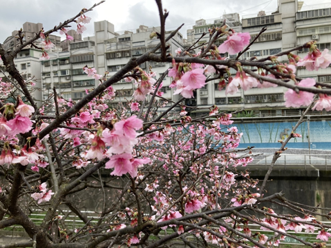 Cherry Blossoms Bloom at Yangmingshan, LOHAS Park