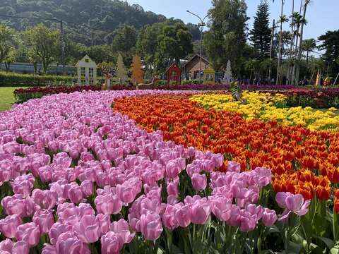 Triển lãm hoa tulip dinh thự Sĩ Lâm năm 2023