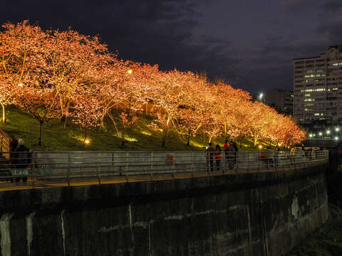 在夜晚也能清楚的欣賞櫻花(圖片來源：臺北市政府工務局公園路燈工程管理處)