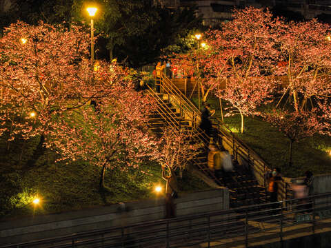民眾都停下來拍攝櫻花的美貌(圖片來源：臺北市政府工務局公園路燈工程管理處)