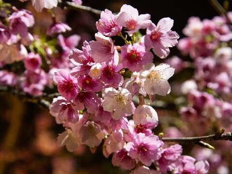 2023 Temporada de los cerezos en flor nocturnas del Parque Lohas