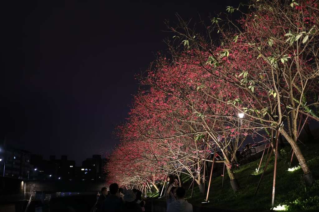 2023 Temporada de los cerezos en flor nocturnas del Parque Lohas