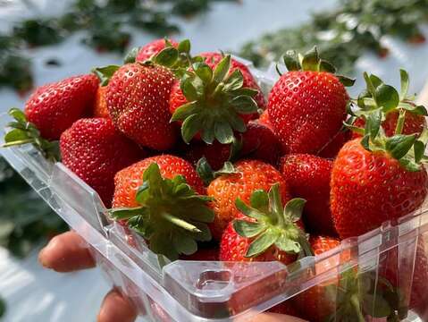 鮮採草莓(圖片來源：臺北市政府產業發展局)