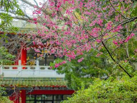 陽明山で「2023花祭り」がスタート
