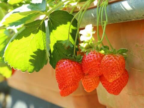 白石湖的草莓多以高架盆栽種植，可以不彎腰採果(圖片來源：臺北市政府產業發展局)