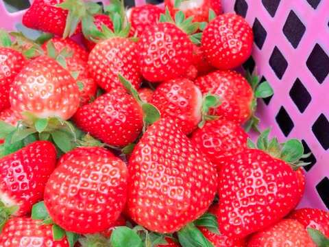 白石湖農村的履歷草莓(圖片來源：臺北市政府產業發展局)