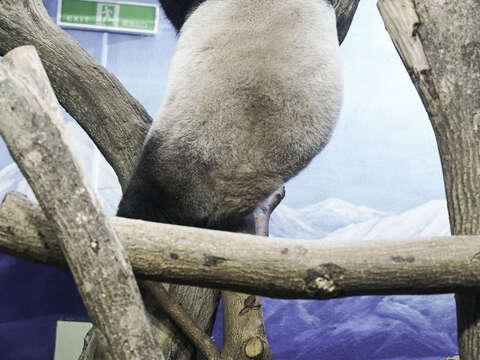 「圓仔」的黑背心的寬度比較細且黑白交界處有近似V的弧形(圖片來源：臺北市立動物園)