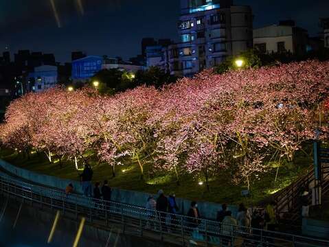 2023樂活夜櫻季 第一區夜間花況(圖片來源：臺北市政府工務局公園路燈工程管理處)