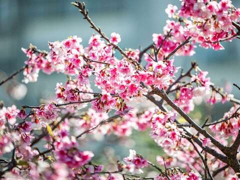 2023樂活夜櫻季 櫻花花況(圖片來源：臺北市政府工務局公園路燈工程管理處)