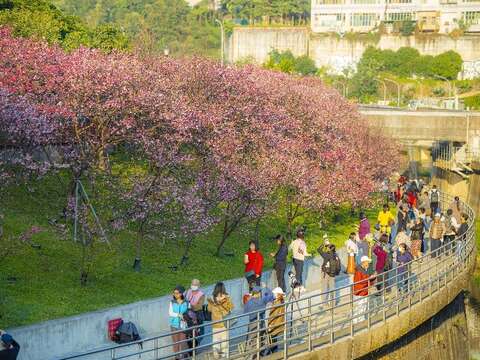 吸引許多人前來賞櫻(圖片來源：臺北市政府工務局公園路燈工程管理處)