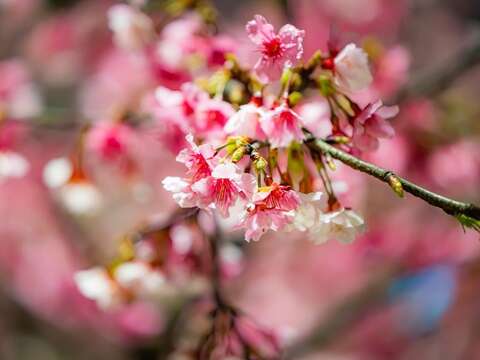 粉嫩的櫻花(圖片來源：臺北市政府工務局公園路燈工程管理處)