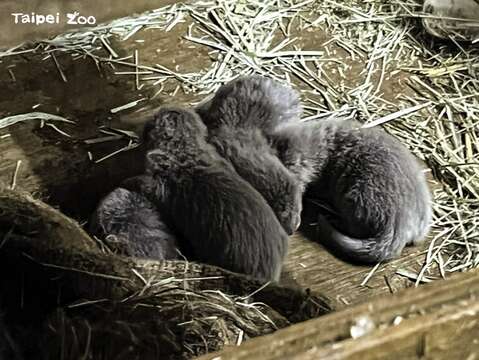 睽違了四年，臺北市立動物園的小爪水獺家族再次迎來四胞胎(林立婷攝) (圖片來源：臺北市立動物園)