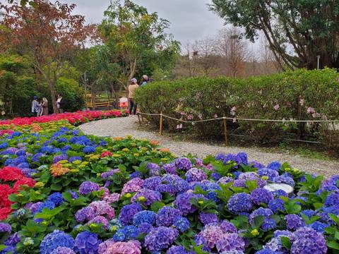 大安森林公園繡球花遍佈小徑(圖片來源：台北市政府觀光傳播局)