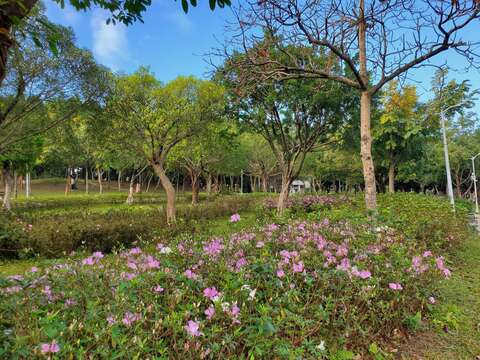 大安森林公園杜鵑花已迫不及待想要華麗登場(圖片來源:臺北市政府工務局公園路燈工程管理處)