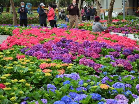 杜鵑花心心四個品種的繡球花區搶先開放(圖片來源:臺北市政府工務局公園路燈工程管理處)