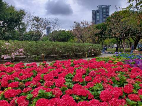 杜鵑花心心紅繡球顯得鮮豔動人(圖片來源:臺北市政府工務局公園路燈工程管理處)