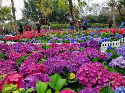 杜鵑花心心優雅大方的紫繡球(圖片來源:臺北市政府工務局公園路燈工程管理處)