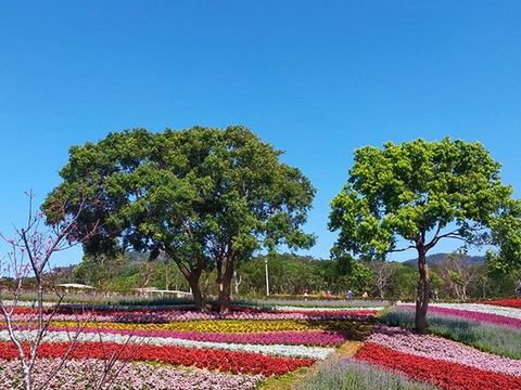北投三層崎公園花海美景(圖片來源：臺北市政府觀光傳播局)