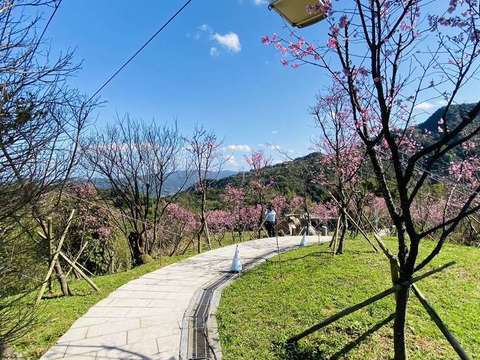 搭乘貓空纜車到指南風景區賞櫻(圖片來源：臺北市政府觀光傳播局)