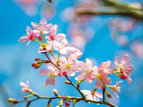 2023陽明山花季 昭和櫻花況(圖片來源：臺北市政府工務局公園路燈工程管理處)