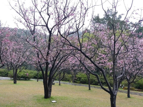 2023陽明山花季 噴水池昭和櫻花況(圖片來源：臺北市政府工務局公園路燈工程管理處)