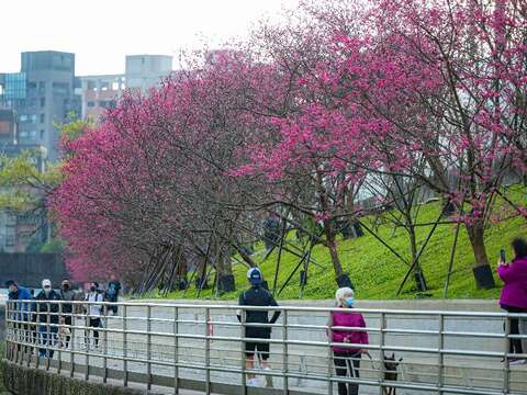 2023樂活夜櫻季八重櫻(圖片來源：臺北市政府工務局公園路燈工程管理處)