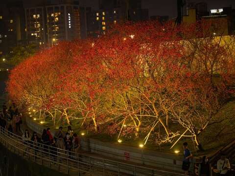 夜間的八重櫻(圖片來源：臺北市政府工務局公園路燈工程管理處)