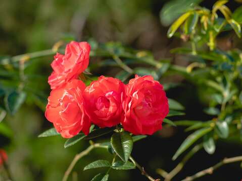 玫瑰花(圖片來源：臺北市政府觀光傳播局)