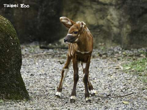 斑哥羚羊是雄性與雌性皆會長角的牛科動物，而幼仔約至半歲大才會開始長角(詹德川攝) (圖片來源：臺北市立動物園)